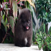 FYPOM KENNEL ขายน้อง [FOR SALE]Fy's "Guylian" ,male" เพศผู้ สีดำ...