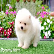 Pommyfarm จำหน่ายลูกปอมเมอรเนียน หน้าหมี เกรดสวย ราคาเบาๆ มีบริการจัดส่งทั่วประเ...