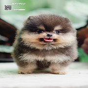 FYPOM KENNEL ขายน้อง Fy's "Catelyn" เพศเมีย สี Black&Tan หน้าตาน่า...