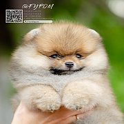 FYPOM KENNEL ขายน้อง Fy's "Sniffkin" ,male. เพศผู้ สีส้มเกรดโชว์ หน้าห...