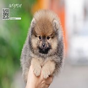 FYPOM KENNEL ขายน้อง Fy's "Wilmer" ,male. เพศผู้ สีส้มเซเบิล เกรดเลี้ย...