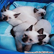 (เปิดจองลูกแมววิเชียรมาศ) แมวมงคลไทยโบราณสายพันธุ์ไทยวิเชียรมาศ Siamese Cat