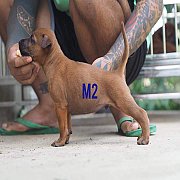 ขายลูกสุนัขไทยหลังอานลูกไทยแชมป์(หลานแชมป์โลกสามสมัย)