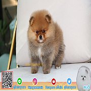 ปอมเมอเรเนียน สีส้ม เพศผู้ อายุ 2 เดือน Orange Male 2 Months Old Available for S...