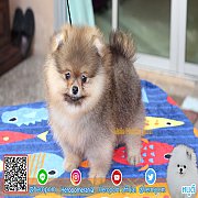 ปอมเมอเรเนียน สีส้ม เพศผู้ อายุ 2 เดือน Pomeranian orange male 2 months old avai...