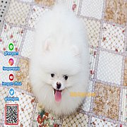 ขายปอมเมอเรเนียนแท้ ขนแน่น สีขาว เพศผู้ อายุ 2 เดือน White Pomeranian Male 2 Mon...