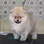 **Heropom** ขายปอมเมอเรเนียน สีส้ม เพศเมีย หน้าหมี ๆ สวย ๆ ขนฟู ๆ แน่น ๆ สายเลือ...