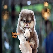 ขายปอมหน้าหมี ทรงสั้นสวย  2 เดือนกว่า  หน้าหวาน ไซส์เล็ก สุขภาพแข็งแรง มีใบเพ็ด...