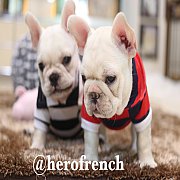 French Bulldog น่ารักโครงสร้างสวย ทรงดี กะโหลกใหญ่ สนใจติดต่อ line:@herofrench 0...