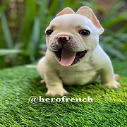 French Bulldog น่ารักโครงสร้างสวย ทรงดี กะโหลกใหญ่ สนใจติดต่อ line:@herofrench 0...