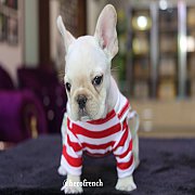 French Bulldog น่ารัก ขี้อ้อน ทรงสวย สายเลือดเยืี่ยม รับประกันสุขภาพ 30 วัน สนใจ...