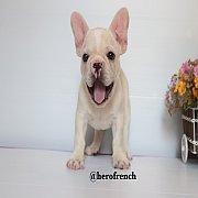 Hero's French Bulldog   จำหน่ายสุนัขพันธุ์ เฟรนซ์บลูด็อก สายพันธุ์แท้ french bul...