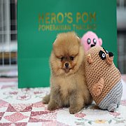 Hero's pom ขายปอมเมอเรเนียน สีส้ม เพศผู้ อายุ 2 เดือน สอบถาม Line : @heropom, 09...