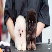 FYPOM KENNEL ขายน้อง Fy's "Demigod" ,male. เพศผู้ สีเเบล้คเเทน เกรดเลี...