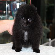 ขายปอมเมอเรเนียน สีดำ เพศผู้ อายุ 2 เดือน หน้าหมี ตัวเล็ก ขนฟู ตากลม น่ารัก รับป...