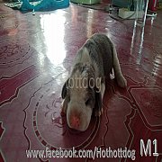 น้องบีเกิ้ล สีบลู(สีเทา) และ 3สี เปิดให้จองจ้า รับได้ปลายมกรา