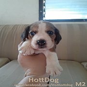 update น้องบีเกิ้ล 3สี เปิดจองจ้า มาร์กน่ารักๆ รับบัตรเครดิตจ้า