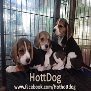 น้องบีเกิ้ล 3สี หน้ามาร์กสวย น่ารักมาก รับเราชนะทุกโครงการจ้า