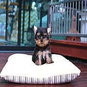 จำหน่าย Yorkshire terrier พร้อมย้ายบ้าน สอนการเลี้ยงฟรี สอบถาม 0834655365 