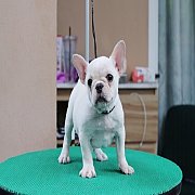Hero's French Bulldog จำหน่ายสุนัขพันธุ์ เฟรนซ์บลูด็อก สายพันธุ์แท้ รับประกันสุข...