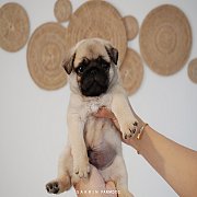 ซื้อ ขาย ปั๊ก (Pug) ราคาดี และปลอดภัยที่สุด | 108Dog