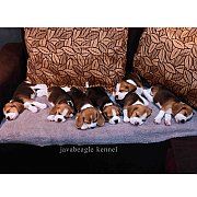 [ฟาร์มประกวด] แบ่งจำหน่ายลูกสุนัขพันธุ์บีเกิ้ล (Beagle) เกรดประกวด