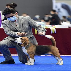  [ฟาร์มประกวด]พ่อพันธุ์บีเกิ้ลรับผสม ตำแหน่งแชมป์ประเทศไทย (Beagle)