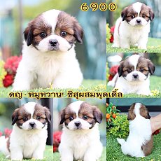 ชิสุผสมพุดเดิ้ล