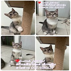 แมวสก็อตติชโฟลด์ scottish fold  สวยๆ ถูกๆ  