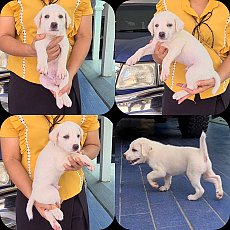 ลูกสุนัขลาบาดอร์ผสมไทยหลังอาน สีสวย ฉลาด ซื่อสัตย์ เฝ้าบ้านดี จาก kankarnclub มี...