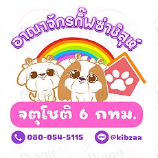 📢 ชิสุห์ บ้านกิ๊ฟซ่า 📌ไม่มีสาขา  กรุงเทพ ส่งทั่วไทย ส่วนลดจุกๆ