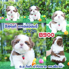 📢 ชิสุห์แท้ บ้านกิ๊ฟซ่า กรุงเทพ ส่งทั่วไทย ส่วนลดจุกๆ