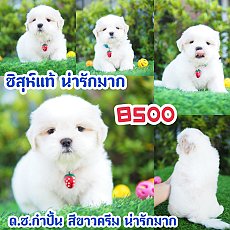 📢 ชิสุห์แท้ บ้านกิ๊ฟซ่า กรุงเทพ ส่งทั่วไทย ส่วนลดจุกๆ