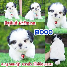 📢 ชิสุห์แท้ บ้านกิ๊ฟซ่า กรุงเทพ ส่งทั่วไทย ส่วนลดจุกๆ