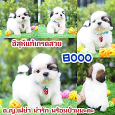 📢 ชิสุห์แท้ บ้านกิ๊ฟซ่า กรุงเทพ ส่งทั่วไทย ส่วนลดจุกๆ