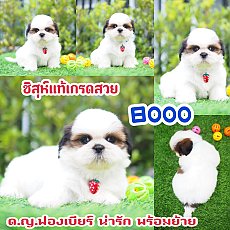 📢 ชิสุห์แท้ บ้านกิ๊ฟซ่า กรุงเทพ ส่งทั่วไทย ส่วนลดจุกๆ