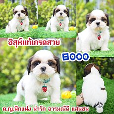 📢 ชิสุห์แท้ บ้านกิ๊ฟซ่า กรุงเทพ ส่งทั่วไทย ส่วนลดจุกๆ