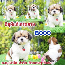 📢 ชิสุห์แท้ บ้านกิ๊ฟซ่า กรุงเทพ ส่งทั่วไทย ส่วนลดจุกๆ