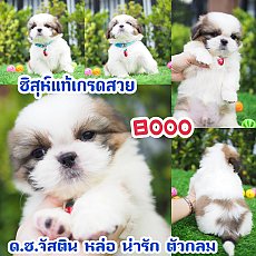 📢 ชิสุห์แท้ บ้านกิ๊ฟซ่า กรุงเทพ ส่งทั่วไทย ส่วนลดจุกๆ