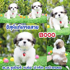 📢 ชิสุห์แท้ บ้านกิ๊ฟซ่า กรุงเทพ ส่งทั่วไทย ส่วนลดจุกๆ