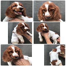 พร้อมย้ายบ้าน English Cocker Spaniel