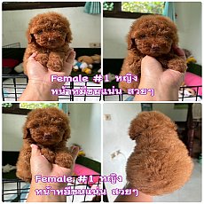 พุดเดิ้ลทอย เกรดพรีเมียม  poodletoy @tiny