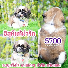 📢 ชิสุห์แท้ บ้านกิ๊ฟซ่า กรุงเทพ ส่งทั่วไทย ส่วนลดจุกๆ