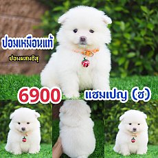 ปอม ปอม  》ปอมชิสุห์ 💥กิ๊ฟซ่า กทม.จตุโชติ 6