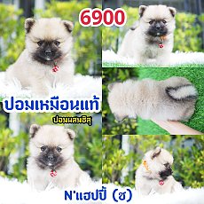 ปอม ปอม  》ปอมชิสุห์ 💥กิ๊ฟซ่า กทม.จตุโชติ 6