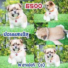 📢 ชิสุห์ปอม บ้านกิ๊ฟซ่า กรุงเทพ ส่งทั่วไทย 