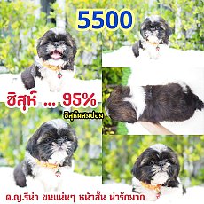 📢 ชิสุห์เหมือนแท้ บ้านกิ๊ฟซ่า 📌พร้อมสมุด กรุงเทพ ส่งทั่วไทย ส่วน...