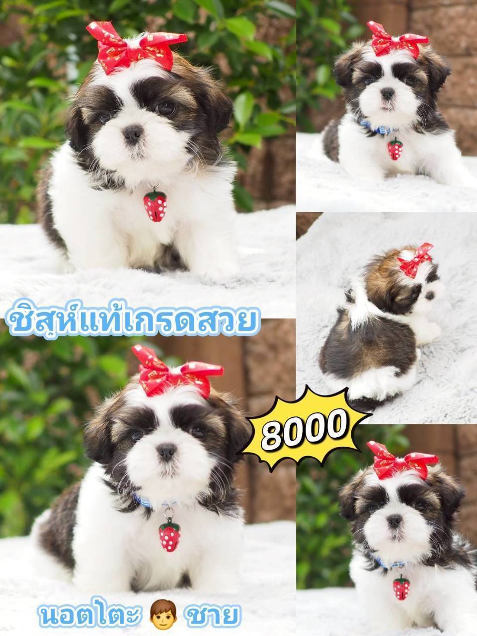 กิ๊ฟซ่าชิสุ ❤️ กทม