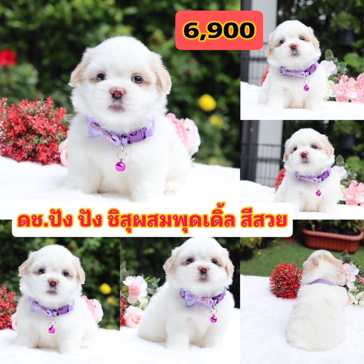 ชิสุผสมพุดเดิัล