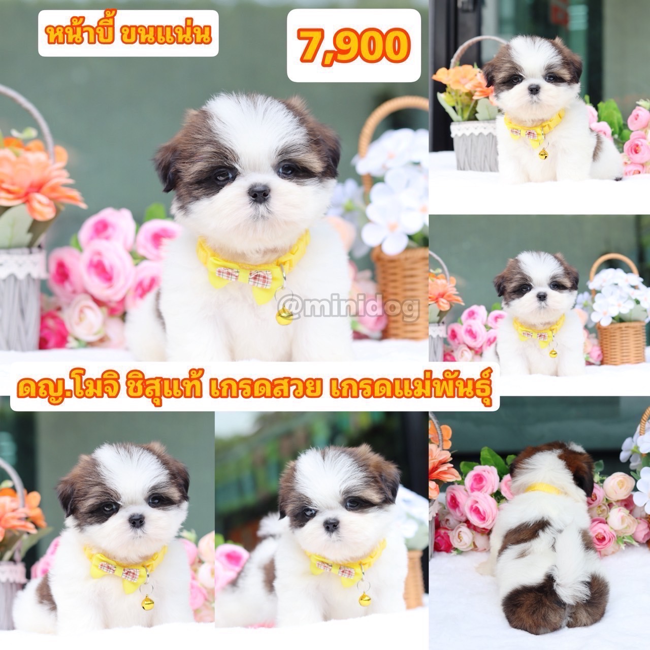 ชิสุแท้เกรดสวย